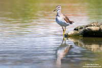 Tringa glareola / Piro piro boschereccio / Wood sandpiper / Chevalier sylvain