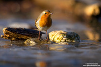 Erithacus rubecula / Pettirosso / European robin / Rouge-gorge familier