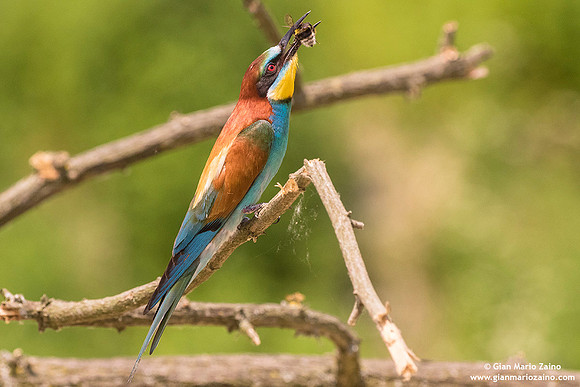 Merops apiaster / Gruccione / European Bee-eater / Guêpier d'Europe