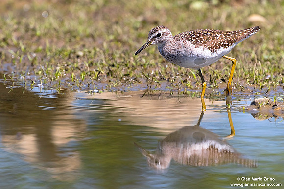 Tringa glareola / Piro piro boschereccio / Wood sandpiper / Chevalier sylvain