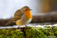 Erithacus rubecula / Pettirosso / European robin / Rouge-gorge familier