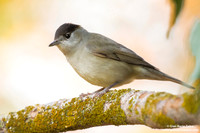 Ficedula hypoleuca / Balia nera / European pied flycatcher / Gobemouche noir