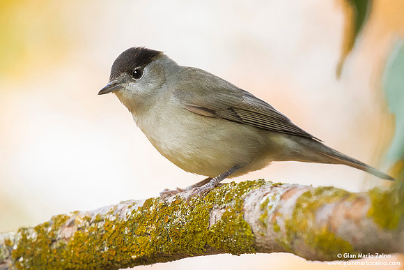 Ficedula hypoleuca / Balia nera / European pied flycatcher / Gobemouche noir