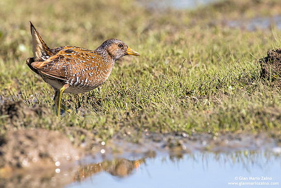 Porzana porzana / Voltolino / Spotted crake / Marouette ponctuée
