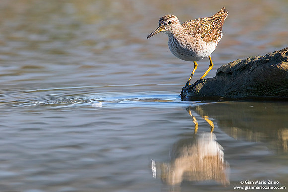 Tringa glareola / Piro piro boschereccio / Wood sandpiper / Chevalier sylvain