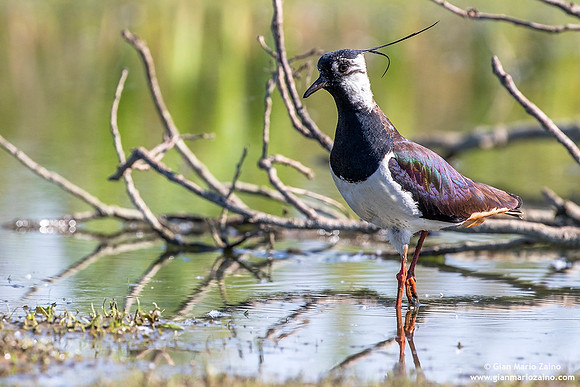 Vanellus vanellus / Pavoncella / Northern lapwing / Vanneau huppé