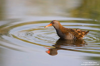 Rallus aquaticus / Porciglione / Water rail / Râle d'eau