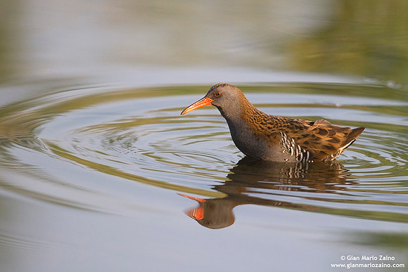 Rallus aquaticus / Porciglione / Water rail / Râle d'eau