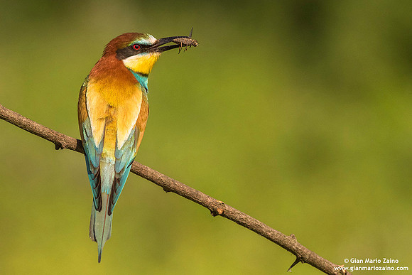 Merops apiaster / Gruccione / European Bee-eater / Guêpier d'Europe