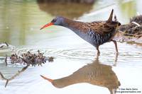 Rallus aquaticus / Porciglione / Water rail / Râle d'eau