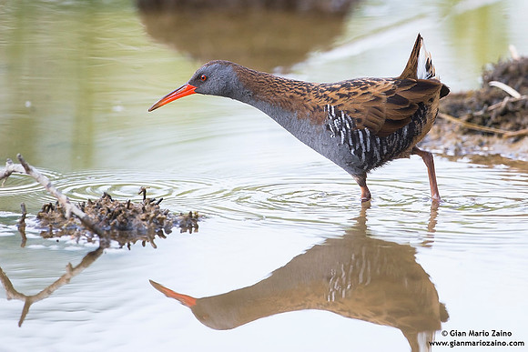 Rallus aquaticus / Porciglione / Water rail / Râle d'eau