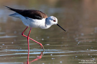 Himantopus himantopus / Cavaliere d'Italia / Black-winged stilt / Échasse blanche