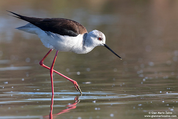 Himantopus himantopus / Cavaliere d'Italia / Black-winged stilt / Échasse blanche