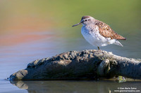 Tringa glareola / Piro piro boschereccio / Wood sandpiper / Chevalier sylvain