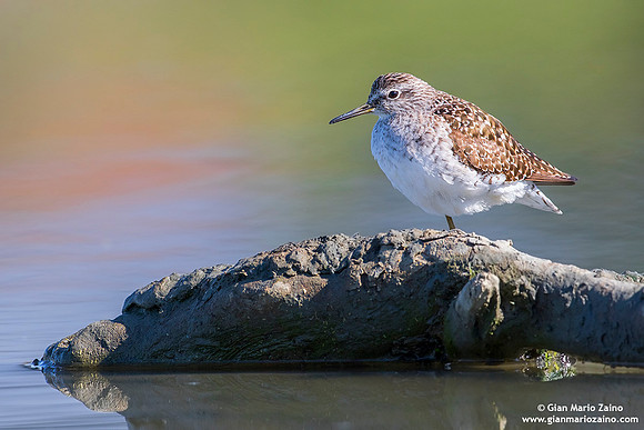 Tringa glareola / Piro piro boschereccio / Wood sandpiper / Chevalier sylvain