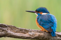 Alcedo atthis / Martin pescatore / Common kingfisher / Martin-pêcheur d'Europe