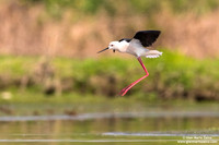 Himantopus himantopus / Cavaliere d'Italia / Black-winged stilt / Échasse blanche