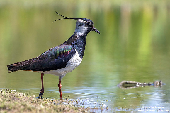 Vanellus vanellus / Pavoncella / Northern lapwing / Vanneau huppé