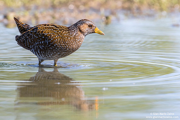 Porzana porzana / Voltolino / Spotted crake / Marouette ponctuée