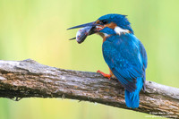 Alcedo atthis / Martin pescatore / Common kingfisher / Martin-pêcheur d'Europe