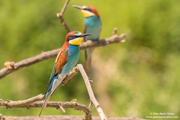 Merops apiaster / Gruccione / European Bee-eater / Guêpier d'Europe