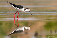 Himantopus himantopus / Cavaliere d'Italia / Black-winged stilt / Échasse blanche