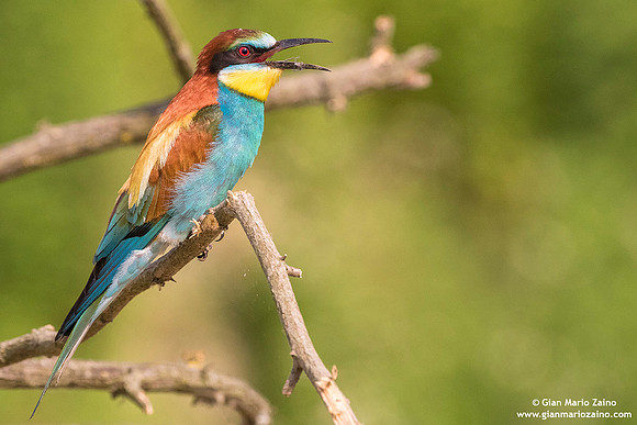 Merops apiaster / Gruccione / European Bee-eater / Guêpier d'Europe