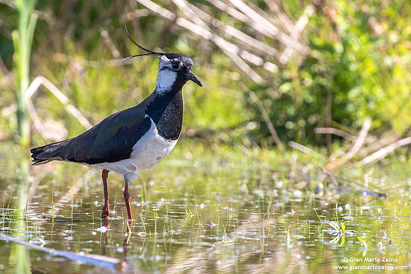 Vanellus vanellus / Pavoncella / Northern lapwing / Vanneau huppé