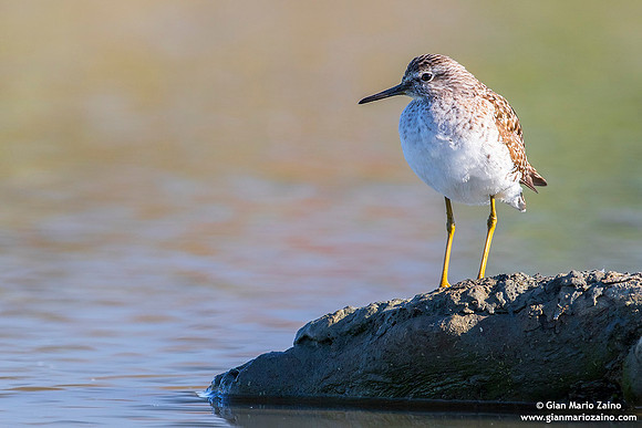 Tringa glareola / Piro piro boschereccio / Wood sandpiper / Chevalier sylvain