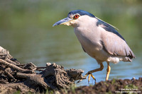 Nycticorax nycticorax / Nitticora / Black-crowned night heron / Bihoreau gris