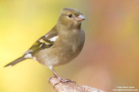 Fringilla coelebs / Fringuello / Common chaffinch / Pinson des arbres