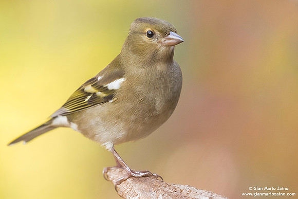 Fringilla coelebs / Fringuello / Common chaffinch / Pinson des arbres