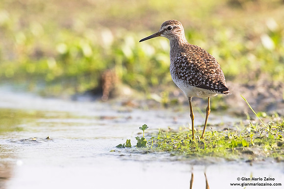 Tringa glareola / Piro piro boschereccio / Wood sandpiper / Chevalier sylvain