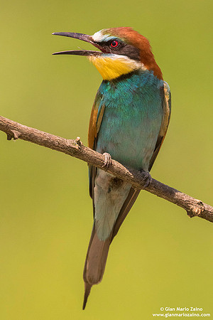 Merops apiaster / Gruccione / European Bee-eater / Guêpier d'Europe