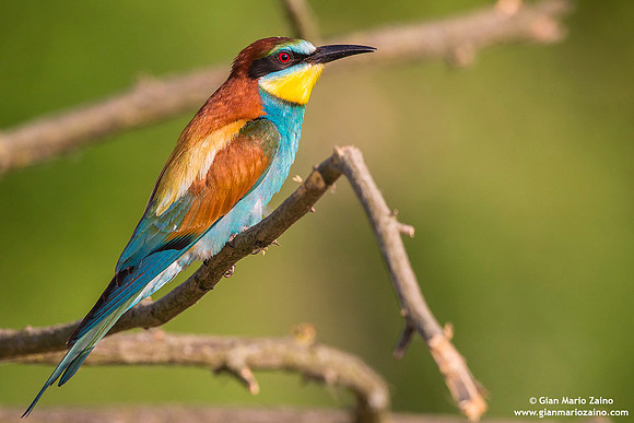 Merops apiaster / Gruccione / European Bee-eater / Guêpier d'Europe