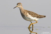 Tringa glareola / Piro piro boschereccio / Wood sandpiper / Chevalier sylvain