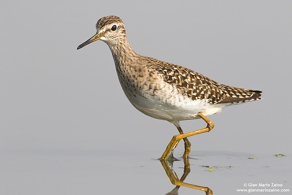 Tringa glareola / Piro piro boschereccio / Wood sandpiper / Chevalier sylvain