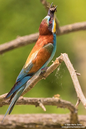 Merops apiaster / Gruccione / European Bee-eater / Guêpier d'Europe
