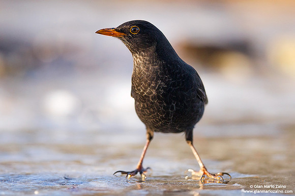 Turdus merula / Merlo / Common blackbird / Merle noir