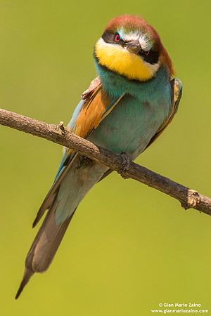 Merops apiaster / Gruccione / European Bee-eater / Guêpier d'Europe