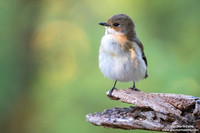 Ficedula hypoleuca / Balia nera / European pied flycatcher / Gobemouche noir
