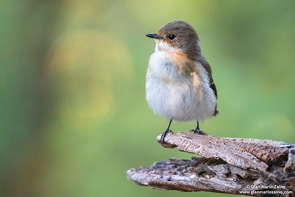 Ficedula hypoleuca / Balia nera / European pied flycatcher / Gobemouche noir