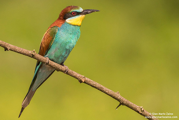 Merops apiaster / Gruccione / European Bee-eater / Guêpier d'Europe