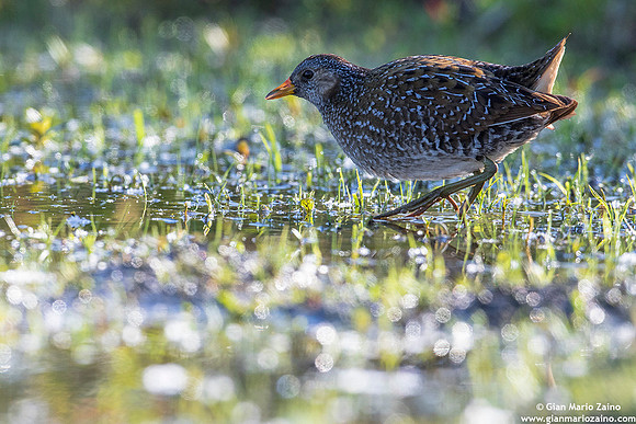 Porzana porzana / Voltolino / Spotted crake / Marouette ponctuée