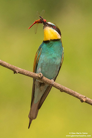 Merops apiaster / Gruccione / European Bee-eater / Guêpier d'Europe