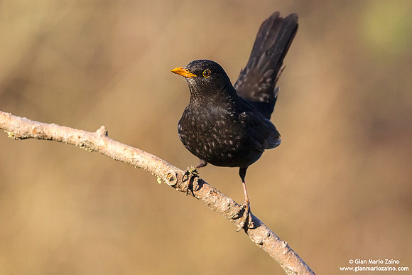 Turdus merula / Merlo / Common blackbird / Merle noir
