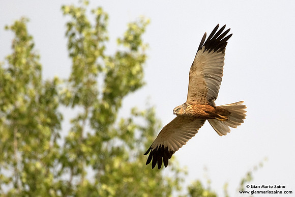 Circus aeruginosus / Falco di palude / Western marsh harrier / Busard des roseaux