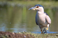 Nycticorax nycticorax / Nitticora / Black-crowned night heron / Bihoreau gris