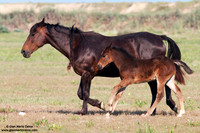 Equus caballus / Cavallo / Horse / Cheval