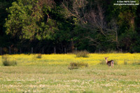 Dama dama / Daino / Fallow Deer / Daim européen